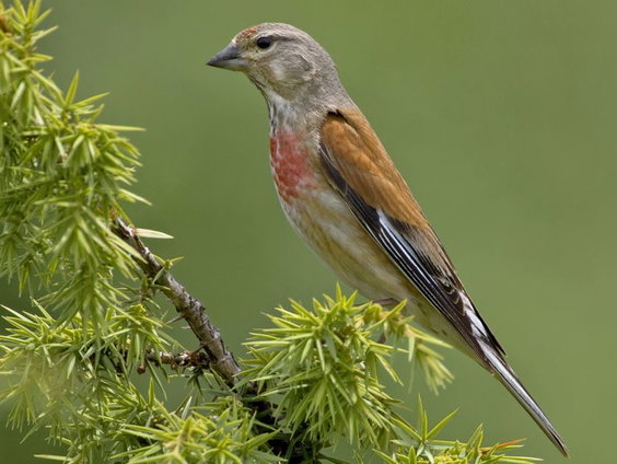 Lekkere Track: Zangvogel