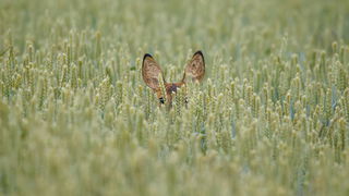 Lekkere Track: Bijna Lente