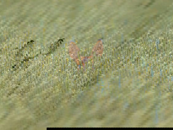 Lekkere Track: Bijna Lente