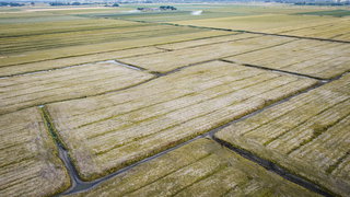 Zeeuwse boeren gaan creatief met droogte om