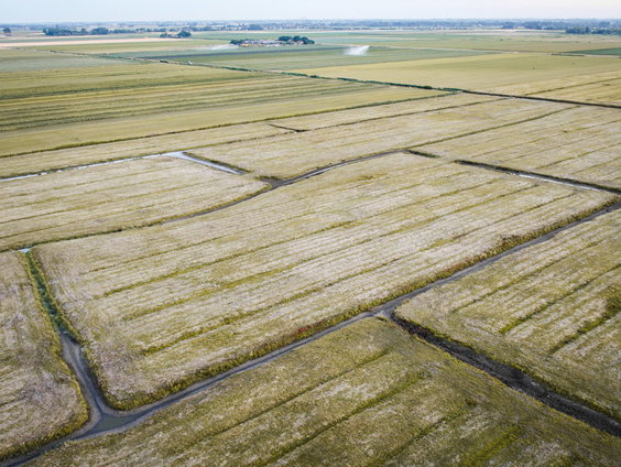 Zeeuwse boeren gaan creatief met droogte om