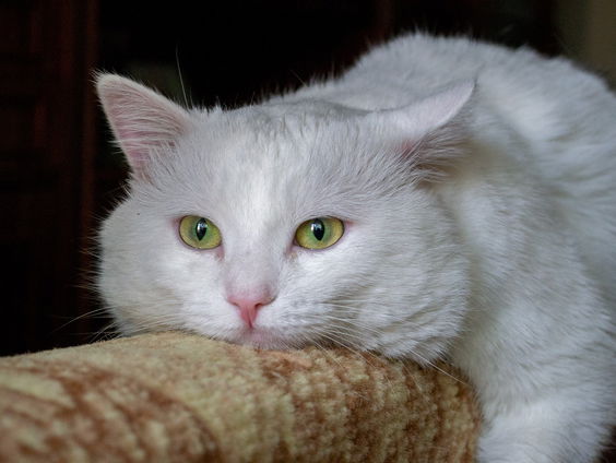 Kettingreactie 14 februari 2025