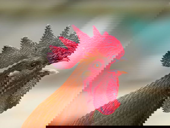 Lekkere Track: Haantje de voorste