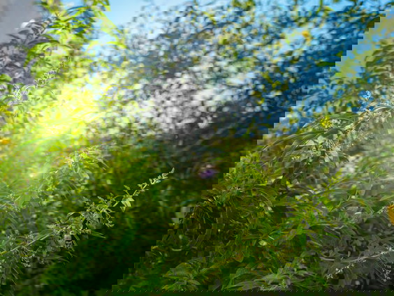 Lekkere Track: De Zon