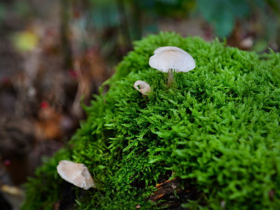 De Jaargetijden: mossen