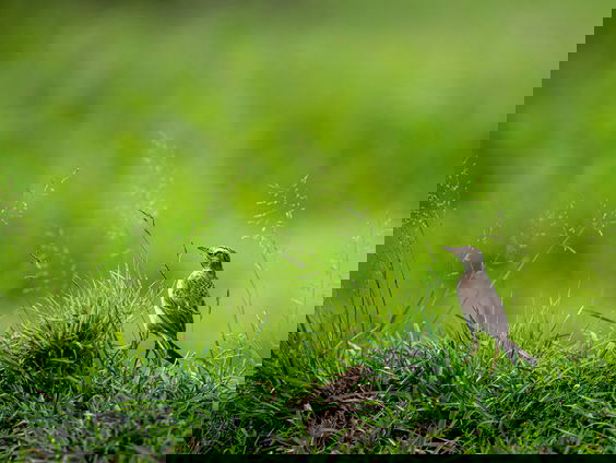 Lekkere Track: Even uitvogelen...