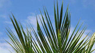 Lekkere Track: Bijzondere Palm