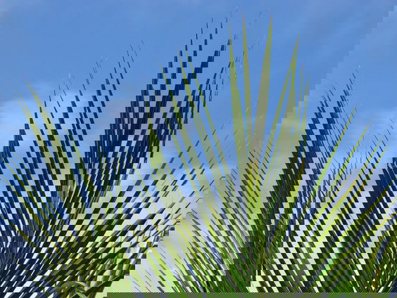 Lekkere Track: Bijzondere Palm