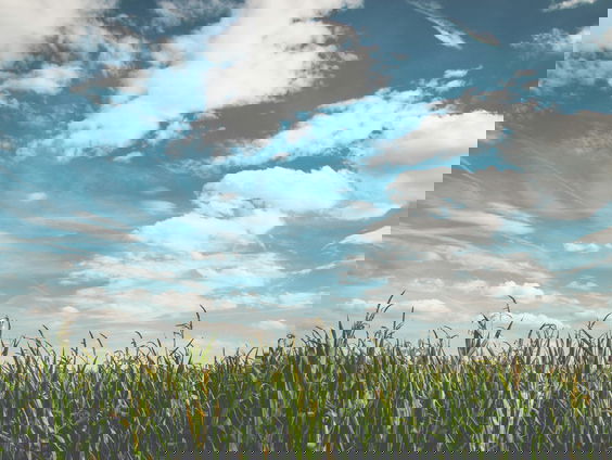 Lekkere Track: Joni Mitchell