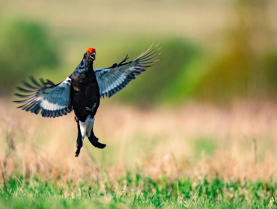 De Jaargetijden: Korhoenders