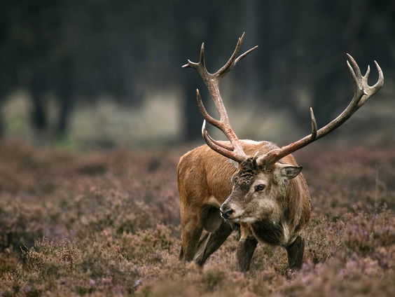 De Jaargetijden: bronsttijd