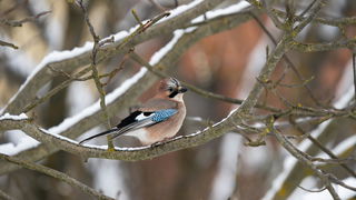 Lekkere Track: Vlaamse Gaai