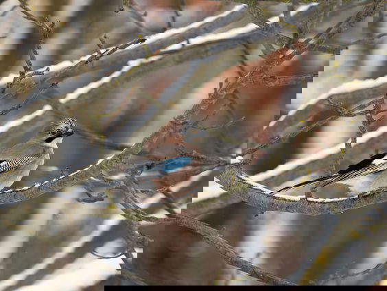 Lekkere Track: Vlaamse Gaai