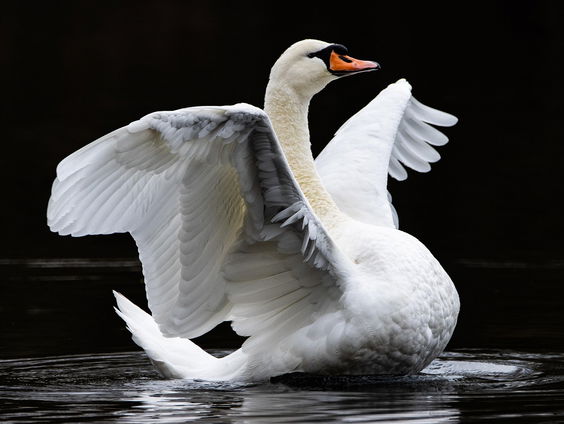 Kettingreactie 20 februari 2025