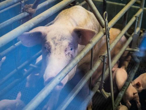 Liegebeest 2026: The Pig Story