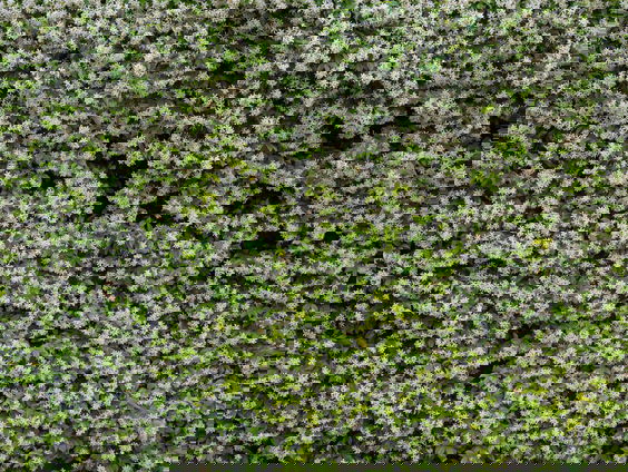 Lekkere Track: Magische boom