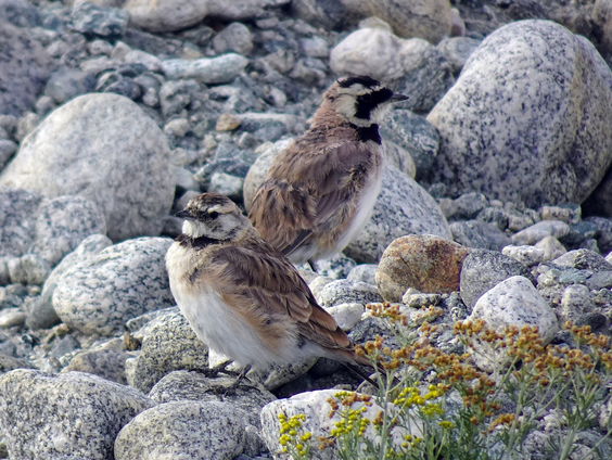 Kettingreactie 14 november 2024