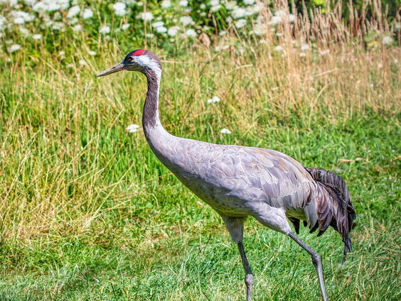 De Jaargetijden: Kraanvogels