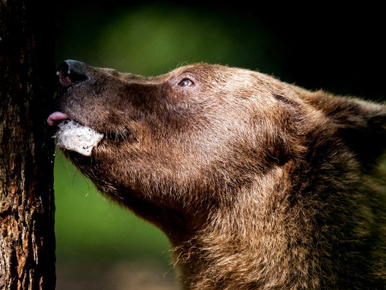 De Jaargetijden: Beren