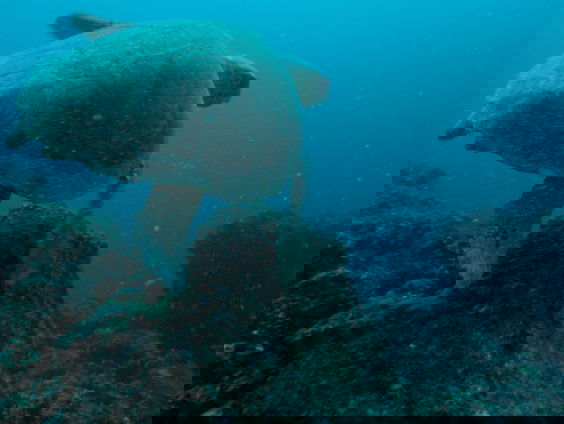 Filmtip - The Coriolis Effect