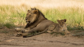 Lekkere Track: Een echte 'Lion King'