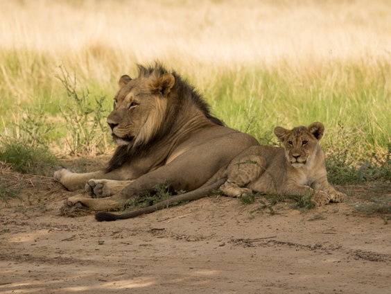 Lekkere Track: Een echte 'Lion King'