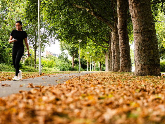 De Jaargetijden: Plantengallen