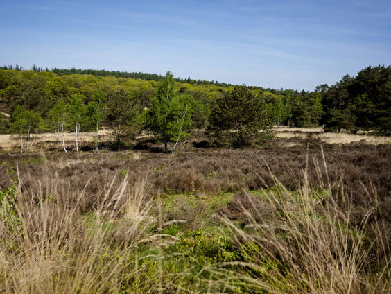 De Jaargetijden: Droogte in Nederland