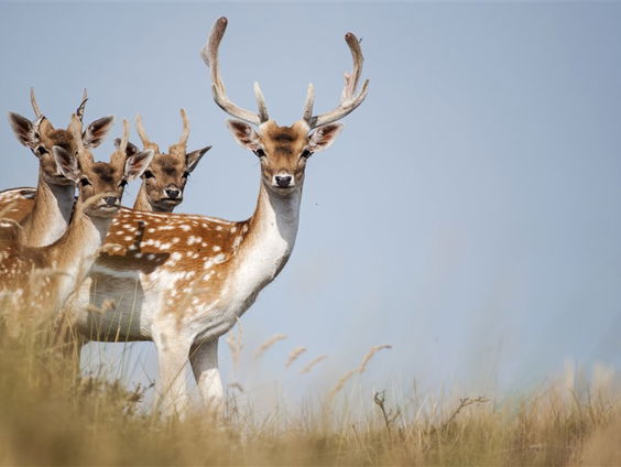 De Jaargetijden: wildaanrijding