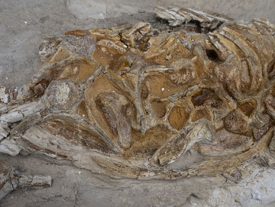 Paleontologen graven bijzondere ontdekking op in Duitsland