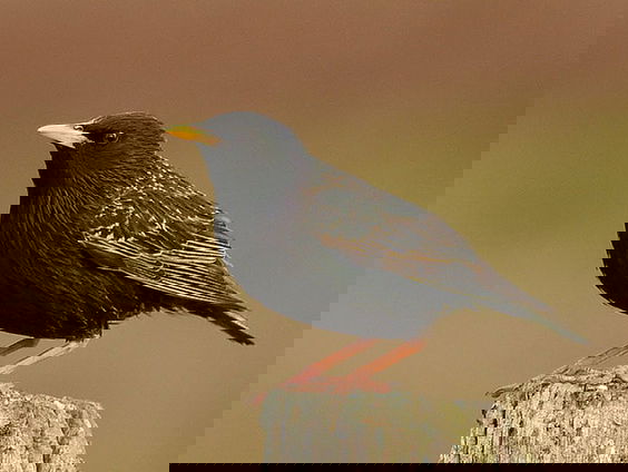 Spreeuw kampioen imiteren van Star Wars robot R2-D2