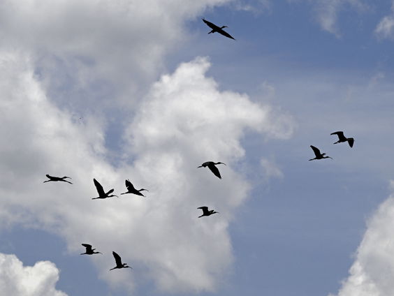 Door het winterweer verplaatsen vogels zich weer