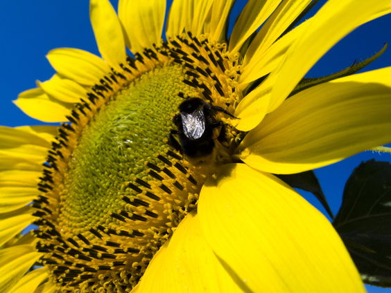 Omstreden bestrijdingsmiddel wordt niet gelegaliseerd in Frankrijk