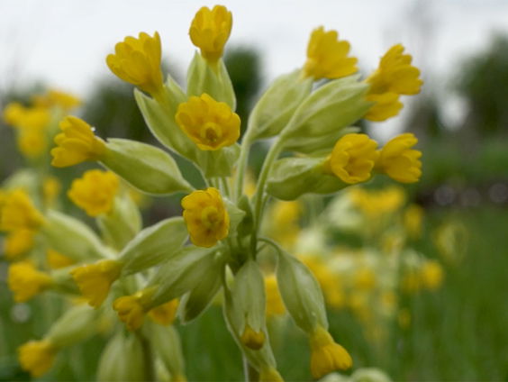 Wat zegt de gulden sleutelbloem over onze natuur