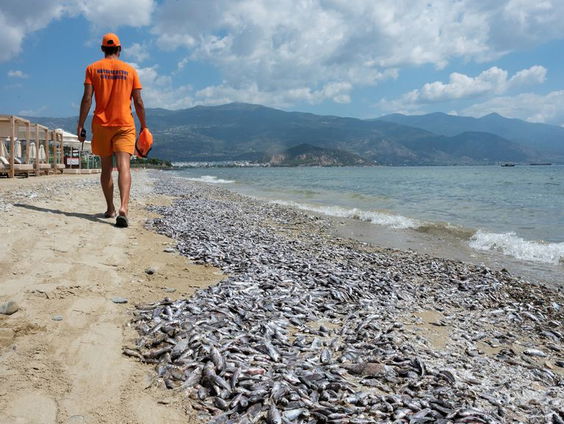 Noodtoestand in Griekse stad door massale vissterfte