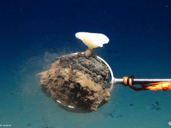 Slag om de diepzee: wel of geen diepzeemijnbouw