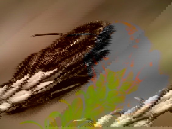 Kunnen we bijen fundamentele rechten geven?