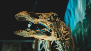 Waarom worden er zoveel dinosaurusskeletten geveild?