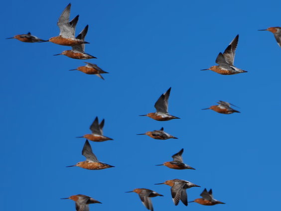 De rosse grutto heeft de slijkgarnaal ontdekt