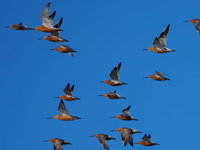 De rosse grutto heeft de slijkgarnaal ontdekt