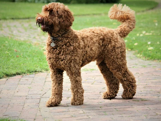 Welke gedragsproblemen vertonen labradoodles en wat kunnen baasjes hieraan doen?