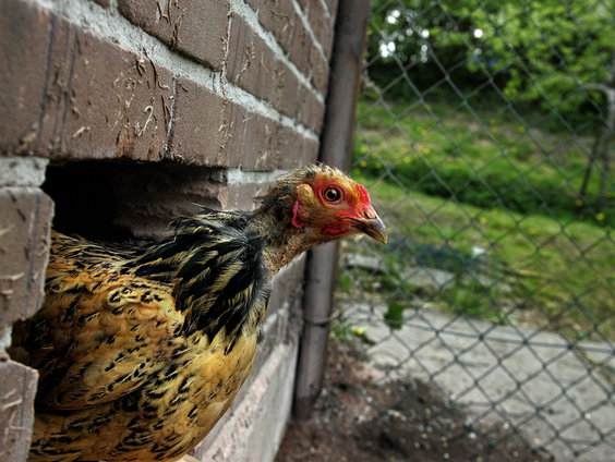 Fokkers vrezen verdwijnen zeldzame vogelsoorten
