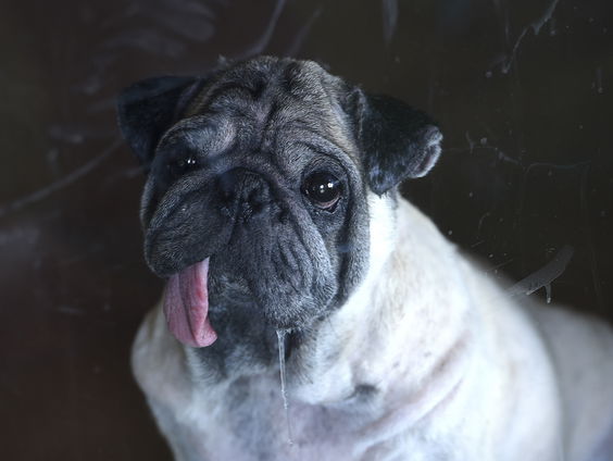 Tweede Kamer wil verbod op dieren die lijden onder hun uiterlijk