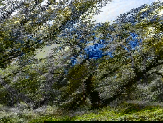 Bioloog Arjen Mulder ontdekte dat hij met bomen kan communiceren