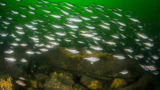 Rechter besluit over bescherming Noordzeerif Borkumse Stenen