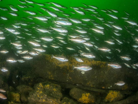 Rechter besluit over bescherming Noordzeerif Borkumse Stenen