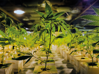 Big Tobacco in de Nederlandse wiet