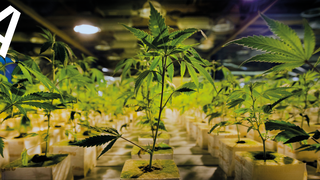 Big Tobacco in de Nederlandse wiet