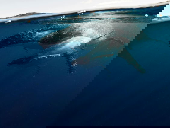 VN-verdrag is mijlpaal voor internationale oceaanbescherming