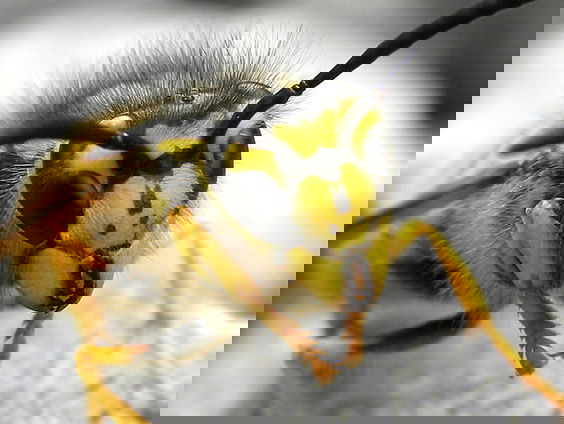 Wespen kunnen een beetje meer liefde gebruiken!